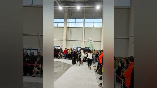 выставка собак Сабанеевка 2023 представитель породы немецкая легавая курцхаар смотреть онлайн