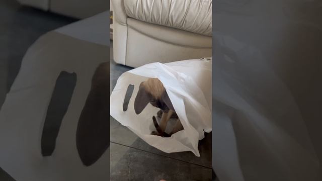 У кота новый домик? Пакет это любимая игра. #кот #животные #смешноевидео смотреть онлайн