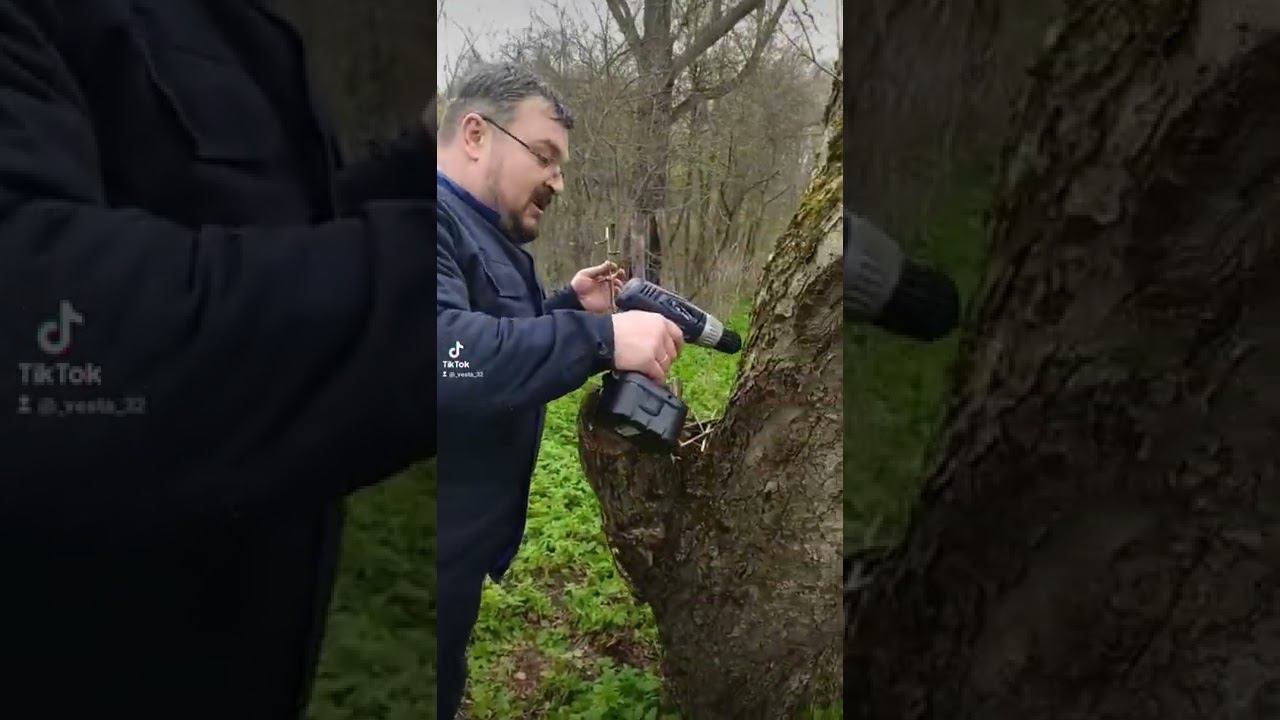 самая лёгкая прививка дерева