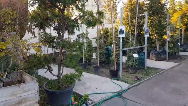 САДОВЫЙ ЦЕНТР НЕ КУПИЛИ БЕРЁЗКУ МАМА РАССТРОИЛАСЬ