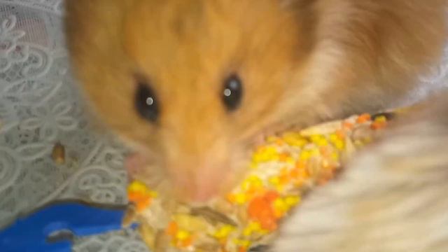 Невероятно милые хомячки! Incredibly cute hamsters! Хомяки веселятся! Hamsters are having fun! смотреть онлайн