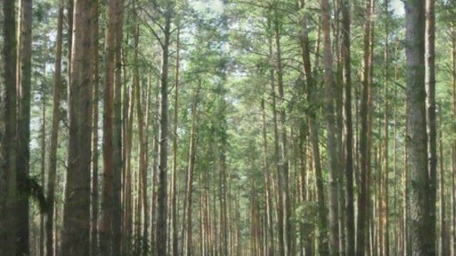 Беловежская пуща: рассказ для детей смотреть онлайн