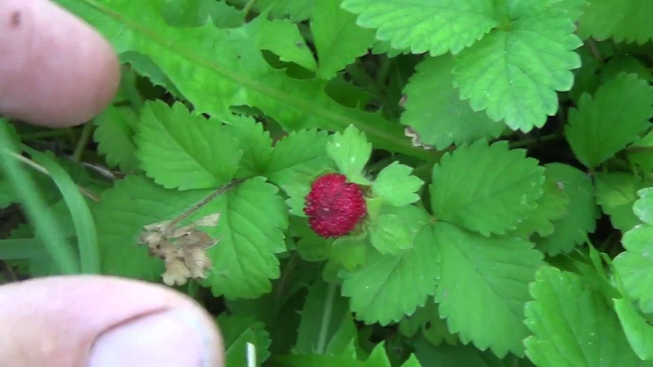 китайская земляника. смотреть онлайн