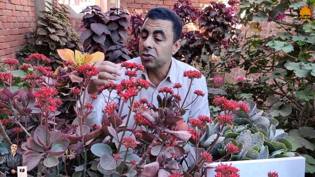 نقل وتدوير العصاريات ... Transfer and replanting of succulents