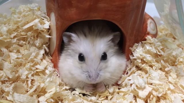 【ハムスター】パンはダイエットを頑張っています смотреть онлайн