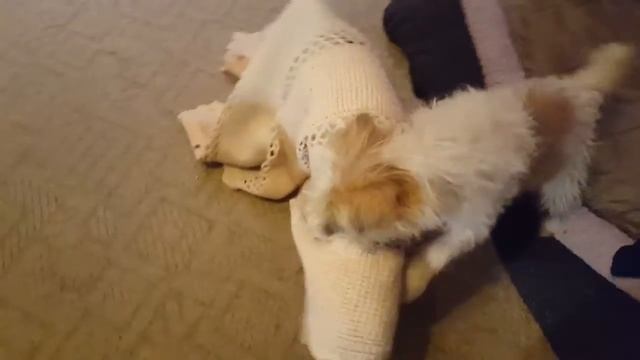 WHAT IS UNDER THE BLANKET? PUPPY PLAY смотреть онлайн