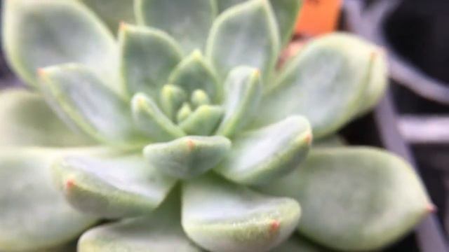 Echeveria agavoides 'Christmas Eve' 多肉植物辨識 平安夜 смотреть онлайн