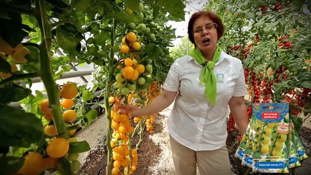 Помидоры Золотой поток смотреть онлайн