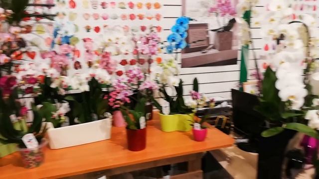 Фаленопсисы в JMP от 50₽ ФУД СИТИ. смотреть онлайн