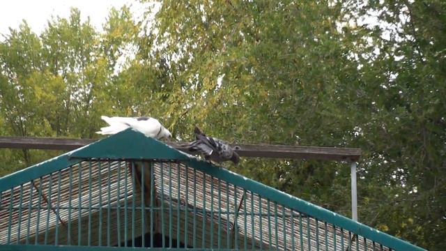 пошли потери