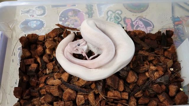 SUPER MOJAVE BALL PYTHON FEEDING #3 смотреть онлайн