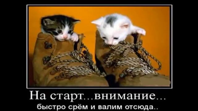★ ПРИКОЛЫ ПРО ДОМАШНИХ ЖИВОТНЫХ ! Смешные демотиваторы смотреть онлайн