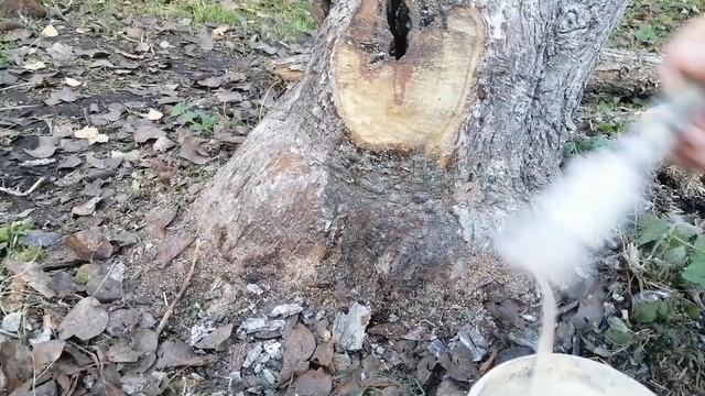 Пытаюсь спасти старую грушу. Дупло в плодовом дереве смотреть онлайн