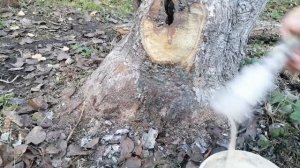 Пытаюсь спасти старую грушу. Дупло в плодовом дереве