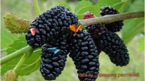 Шелковица черная (morus nigra) ? черная шелковица обзор: как сажать, саженцы шелковицы