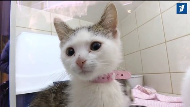 Эстония выбирает друга и врага животных смотреть онлайн