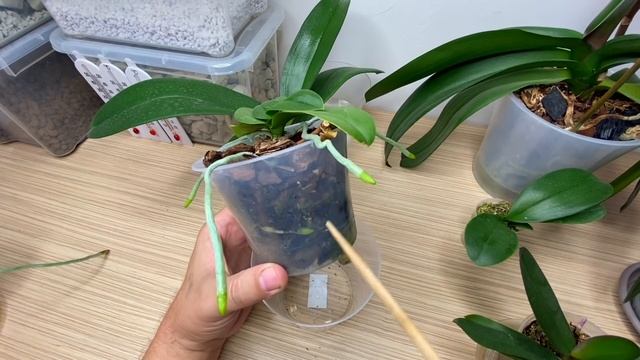 ВО ЧТО ПЕРЕСАДИТЬ ОРХИДЕИ из МХА? обзор 6 вариантов пересадки орхидей азиаток смотреть онлайн