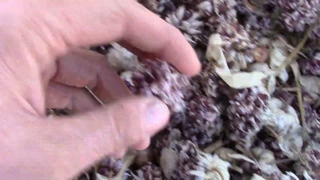 КОШУ ВОЖУ САЖУ МУЛЬЧУ.