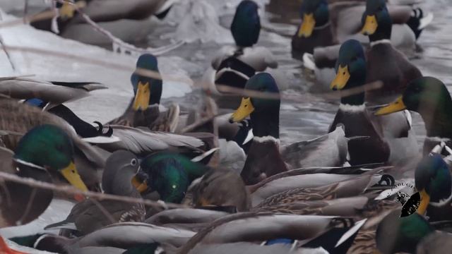 Мандаринка 4К Mandarin Duck