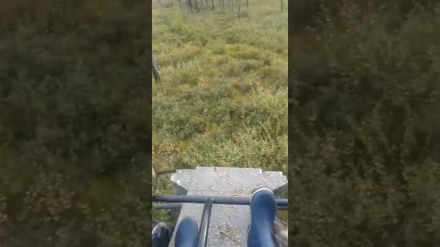 Самодельный ВЕЗДЕХОД. Поездка за ягодой. Зейский район смотреть онлайн