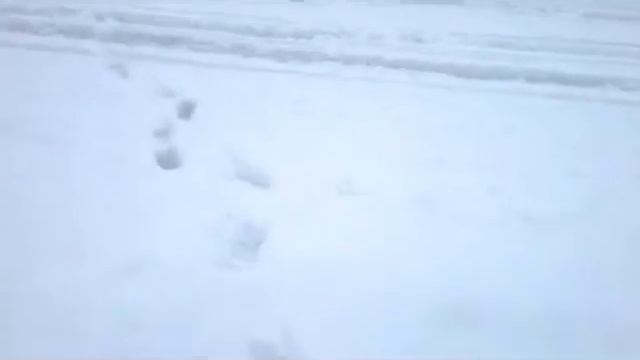 Поле, Конь и Моррум смотреть онлайн