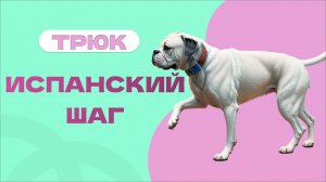 Трюк испанский шаг, поднимает лапки в ходьбе