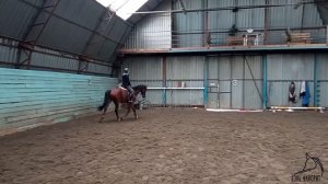 Основы работы шенкеля на шагу, рыси и галопе