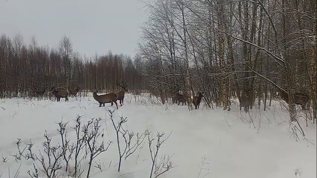 European red deer in winter on a forest glade. Watching wild animals. Олени в лесу. ЗИМА #shorts смотреть онлайн