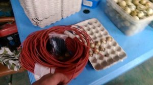 обзор инкубатора часть 2, греющий кабель. работают даже при 0 температуре.