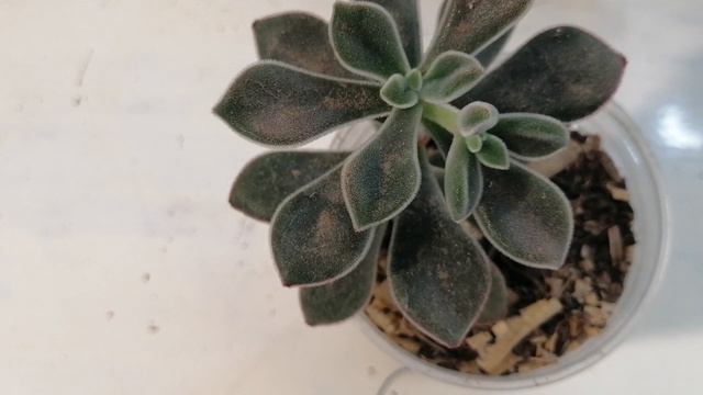 echeveria pulvinata cuidados suculentas donsuculento смотреть онлайн