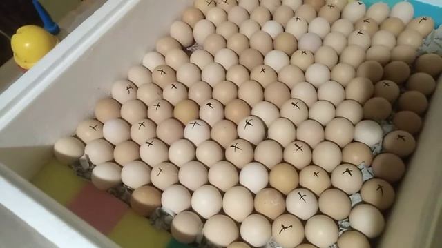 ОВОСКОПИРОВАНИЕ КУРИНЫХ ЯИЦ / ИНКУБАТОР ТЕПЛУША смотреть онлайн