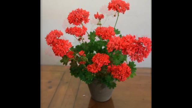 206.StellarCarolyn Dean In 2016  캐롤린 딘  Pelargonium