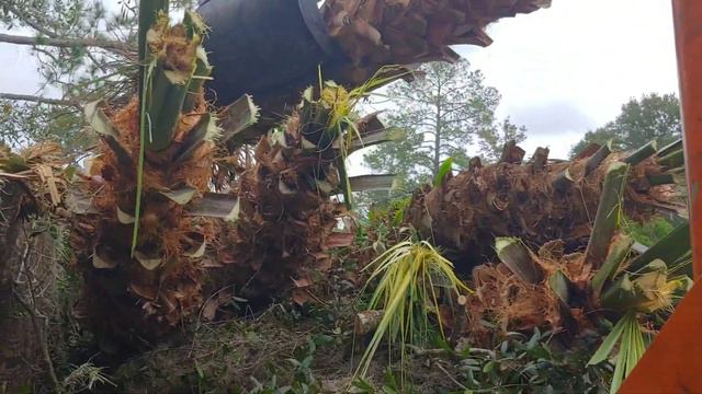 Essential guide to transplanting palm trees смотреть онлайн