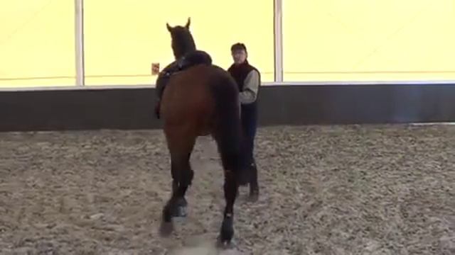 видео уроки выездка лошади. Разминка в руках. смотреть онлайн
