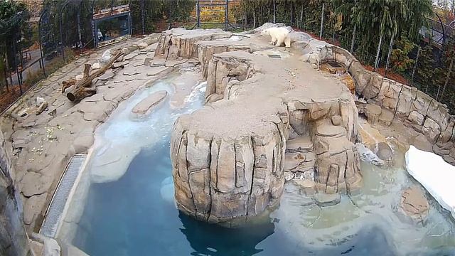 Мама спешит покушать угощение, пока медвежата спят#Toledo Zoo смотреть онлайн