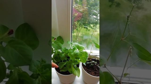 петунии в квартире смотреть онлайн