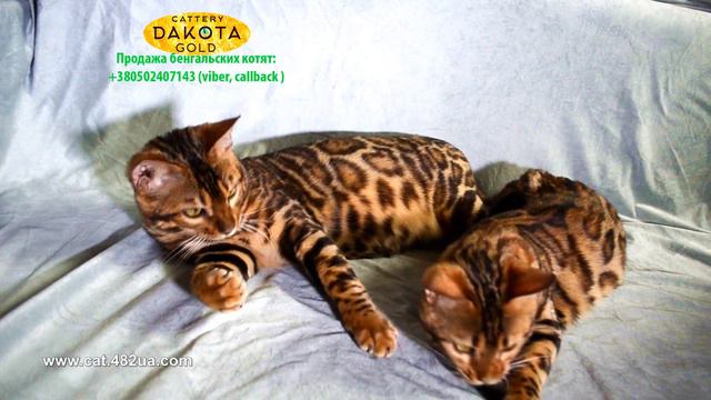 Ленивые Бенгальские котята лежат играют после обеда, Dakota Gold, Bengal Cat