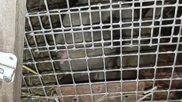 Скрещивание ухейилюй+маран,цвет яйца)вес мускуса.Спасибо вам. смотреть онлайн
