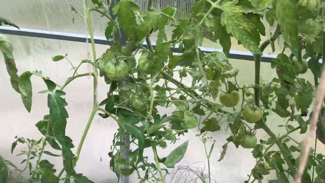 Сентябрь томаты в теплице без фитофторы не смотря на дождливое и холодное лето смотреть онлайн