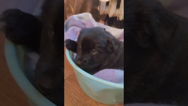 любопытный щенок смотреть онлайн