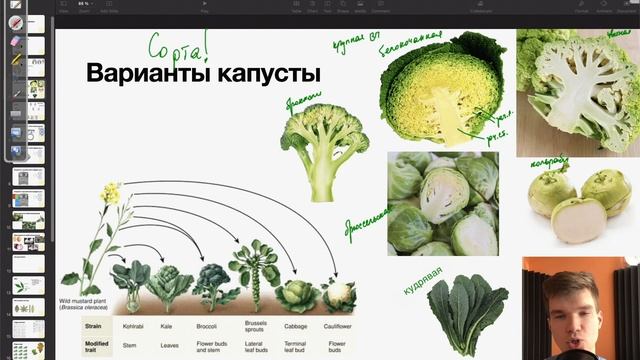 Отличия сортов капусты (белокочанная, цветная, брюссельская...) | Биология ЕГЭ смотреть онлайн