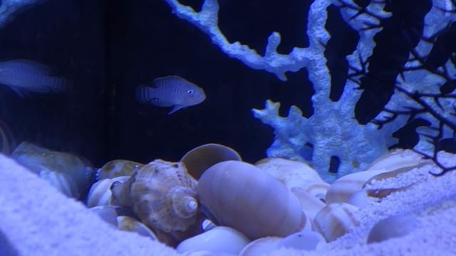 Декор для аквариума. Псевдоморе. смотреть онлайн