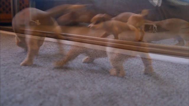 Домашние животные | Собаки