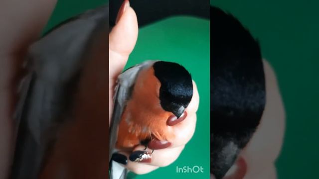 Птичка Синичка смотреть онлайн