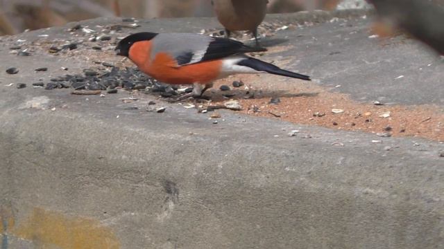 СНЕГИРИ ВЕСНОЙ