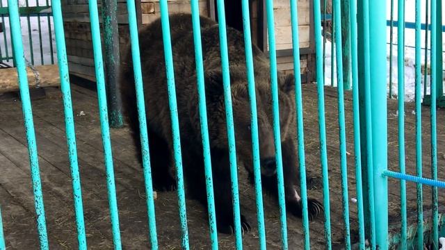 Nissan Leaf первые уверенные 100 км после зимы , Проводы зимы, белый медведь ломоносов,