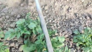 Картофель взошел что  делать дальше ?! ЕСЛИ НЕ ОКУЧИШЬ ТО И КАРТОШКИ НЕ БУДЕТ !!!