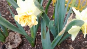 Нарциссы. Результат посадки в ящики.