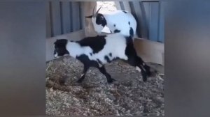 Козы элегантно падают в обморок!