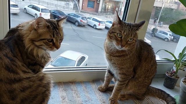 Давайте знакомиться! :) Я Катя и люблю катасетумы (орхидеи морковки). смотреть онлайн